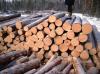 Заготовленная лесопродукция крупным планом